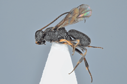 Asocgaster quadridentata